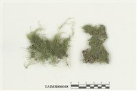 藏品(疏葉絲帶蘚)的圖片